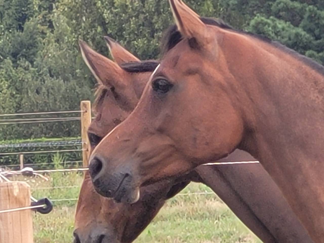 Gelding Arabian Thoroughbred For sale 2020 Bay