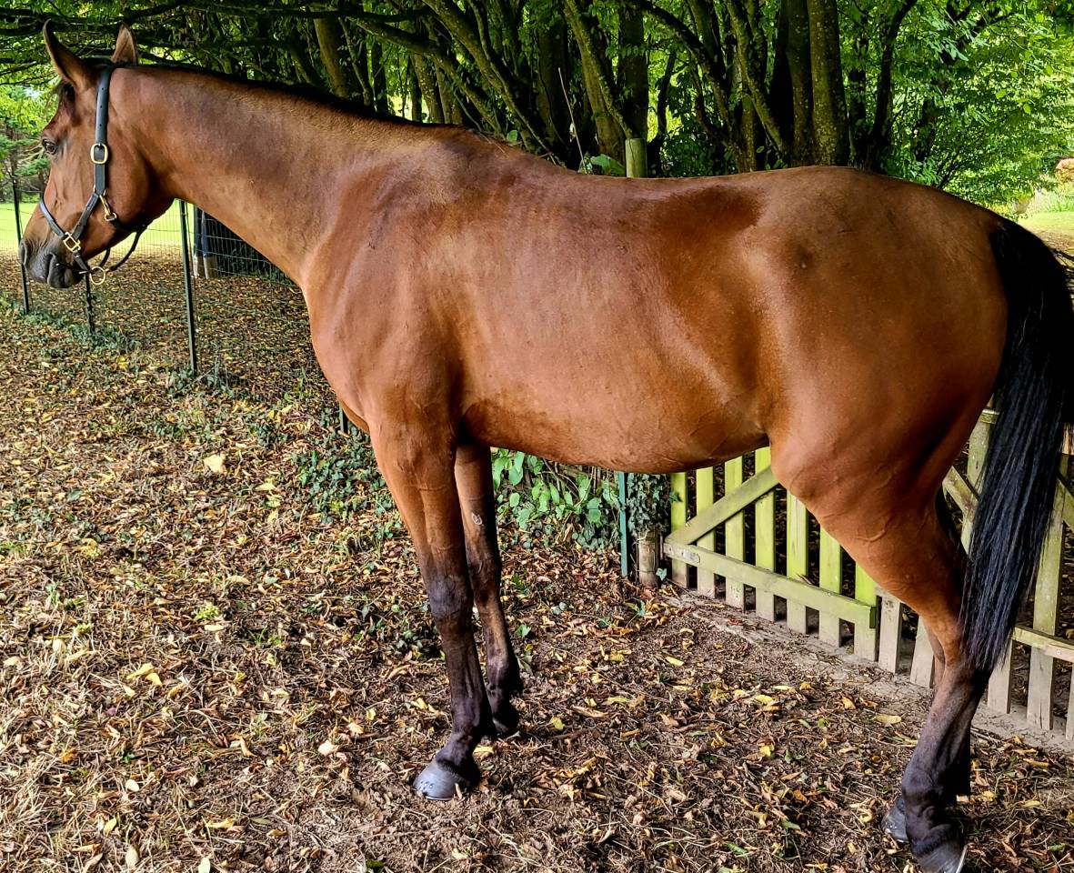 Gelding Arabian Thoroughbred For sale 2020 Bay