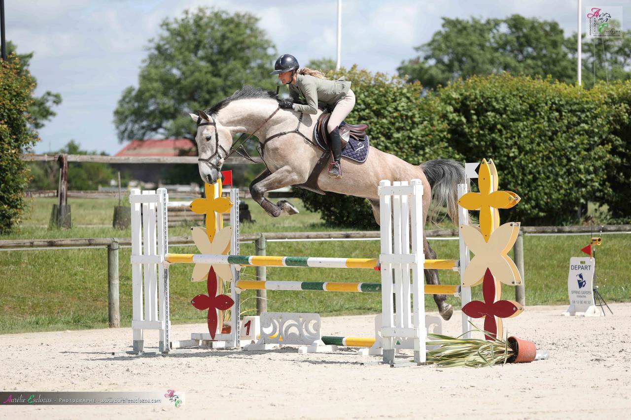 Gelding Origin Recorded For sale 2020 Grey