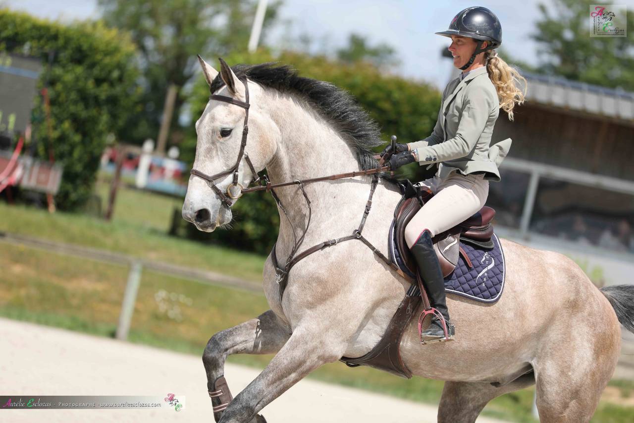 Gelding Origin Recorded For sale 2020 Grey