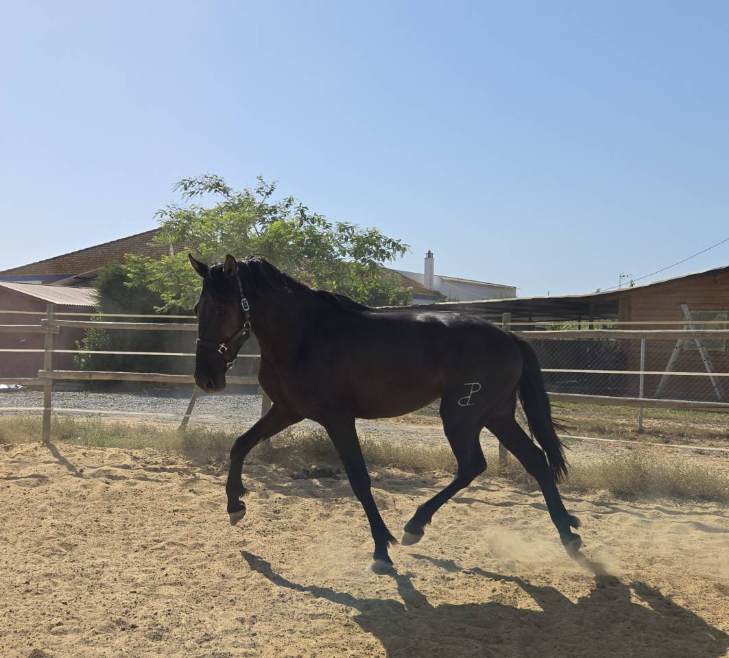Colt PRE Pure Spanish Bred For sale 2024 Black