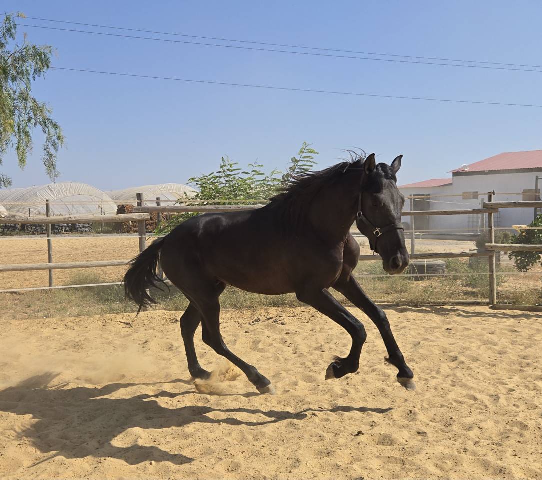 Colt PRE Pure Spanish Bred For sale 2024 Black