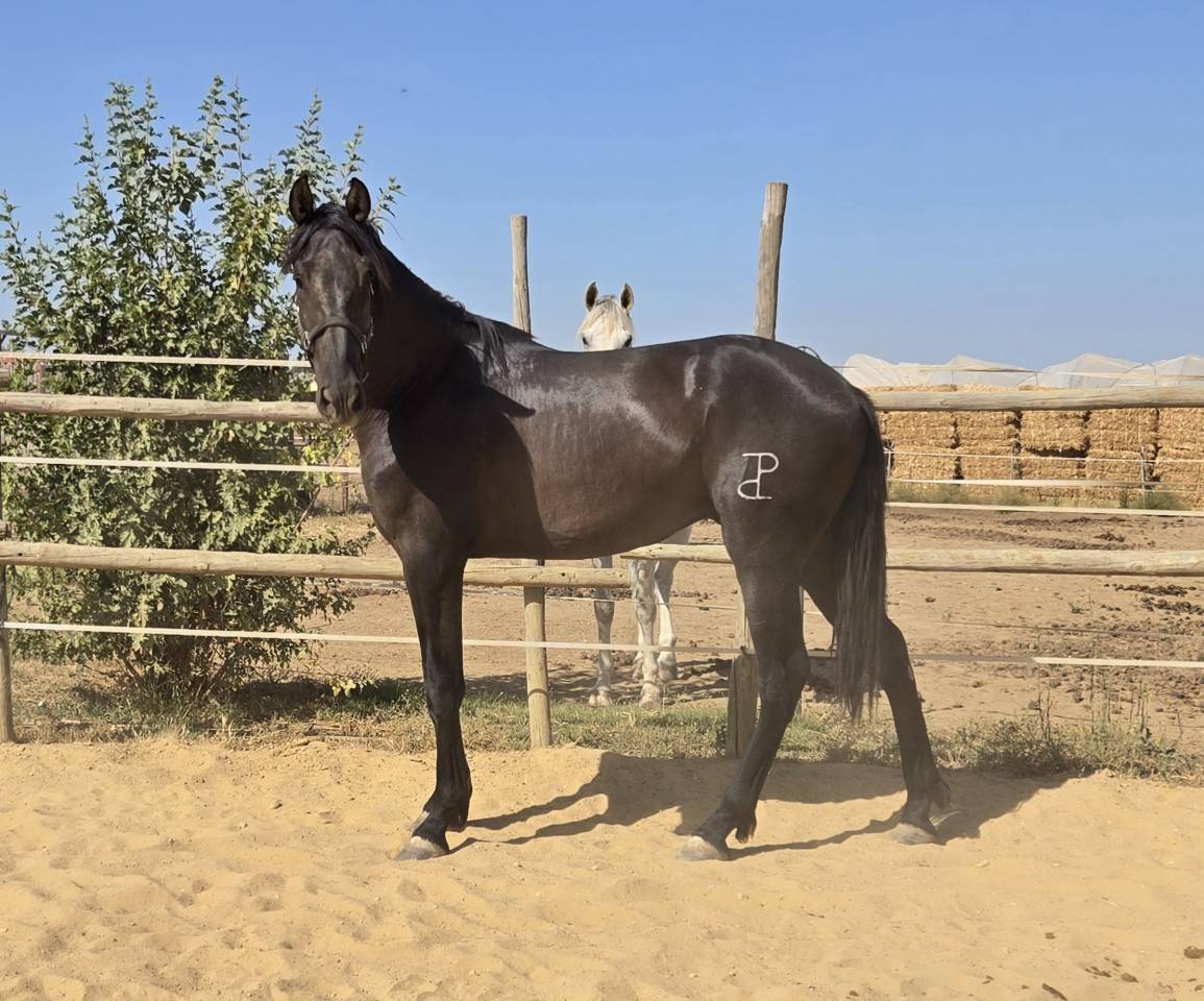 Colt PRE Pure Spanish Bred For sale 2024 Black