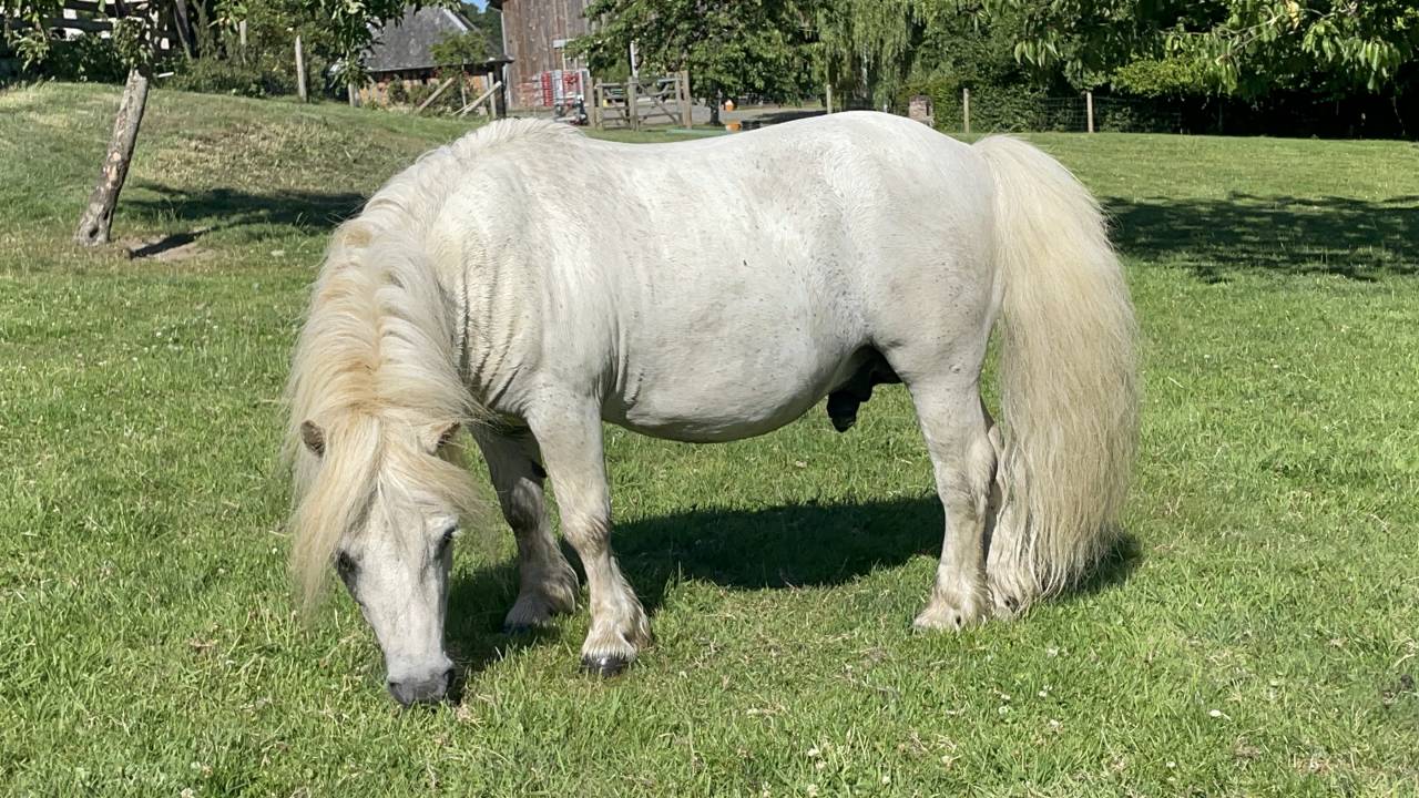 Stallion Shetland Pony For sale 2013 Grey