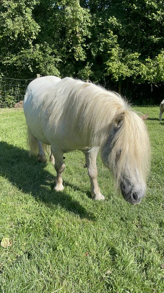 Stallion Shetland Pony For sale 2013 Grey