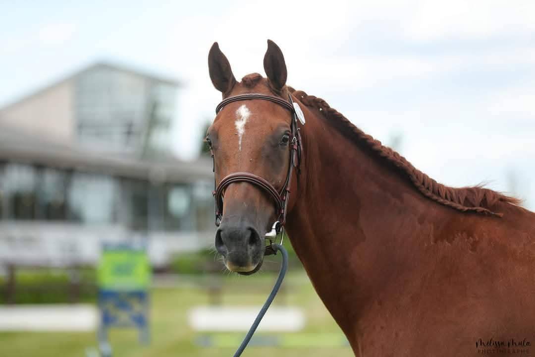 Broodmare KWPN Dutch Warmblood For sale 2014 Chesnut
