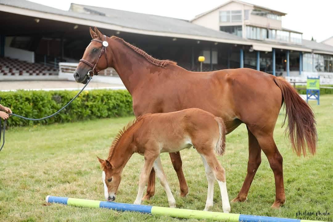 Broodmare KWPN Dutch Warmblood For sale 2014 Chesnut