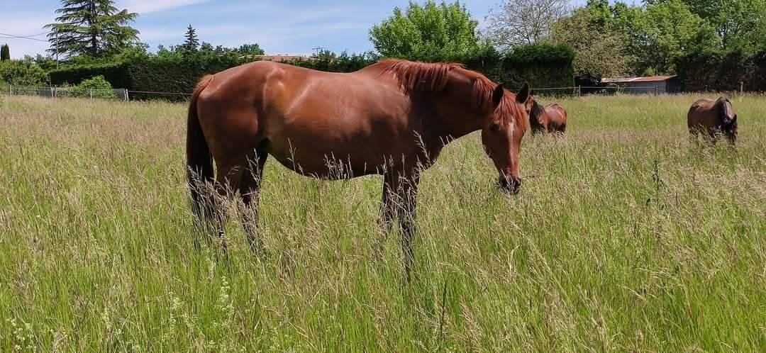 Broodmare KWPN Dutch Warmblood For sale 2014 Chesnut