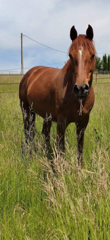 Broodmare KWPN Dutch Warmblood For sale 2014 Chesnut