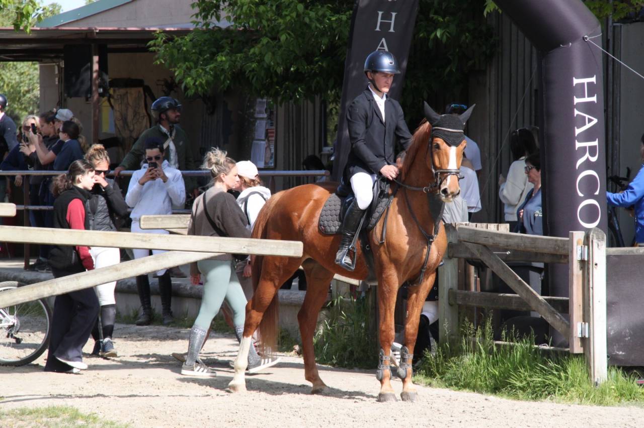 Gelding Selle Fran&ccedil;ais For sale 2019 Chesnut
