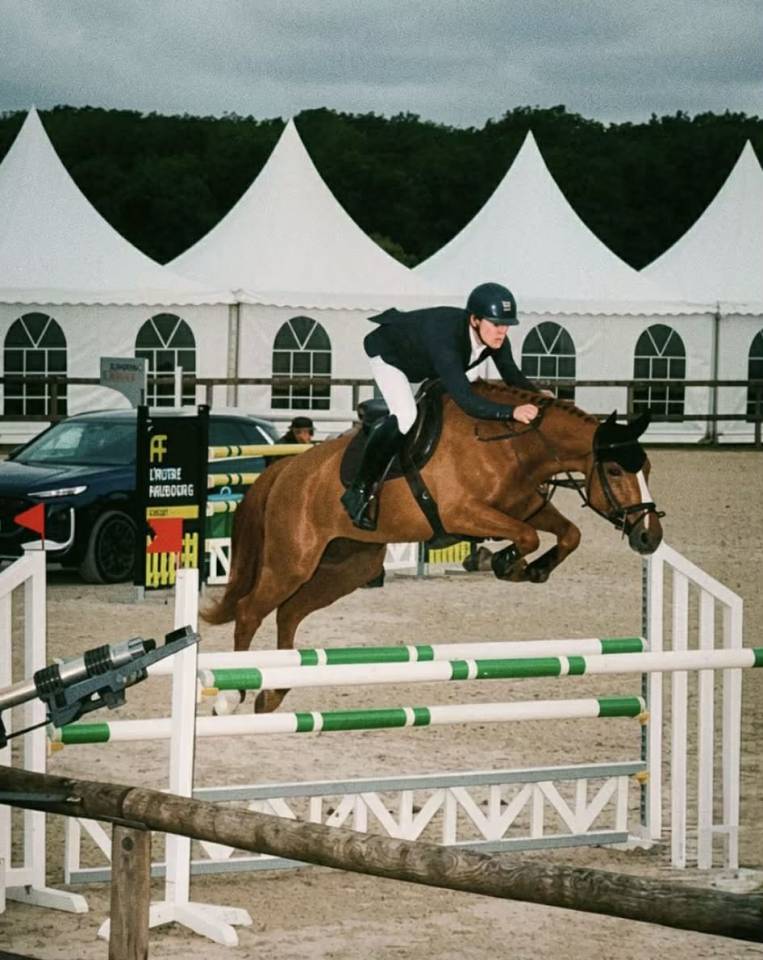 Gelding Selle Fran&ccedil;ais For sale 2019 Chesnut
