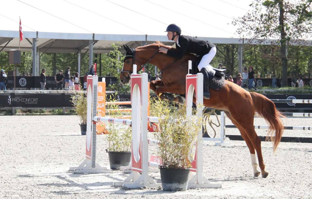 Gelding Selle Fran&ccedil;ais For sale 2019 Chesnut