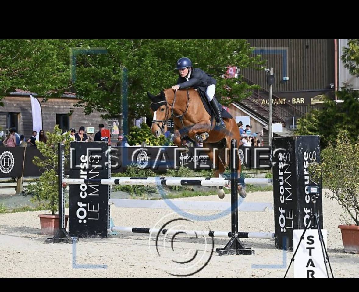 Gelding Selle Fran&ccedil;ais For sale 2019 Chesnut