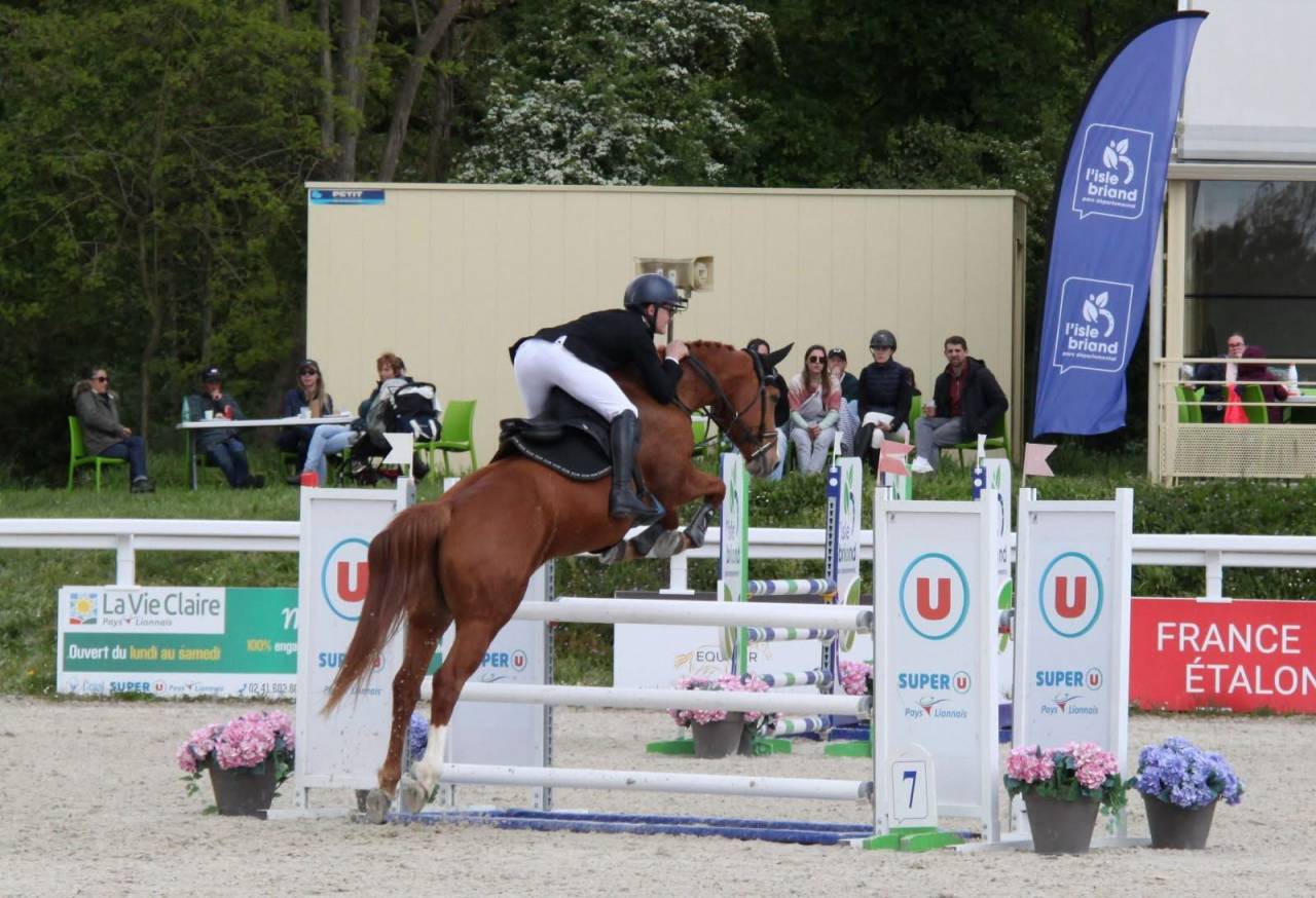 Gelding Selle Fran&ccedil;ais For sale 2019 Chesnut