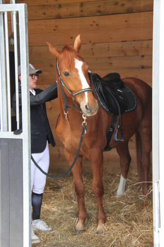 Gelding Selle Fran&ccedil;ais For sale 2019 Chesnut