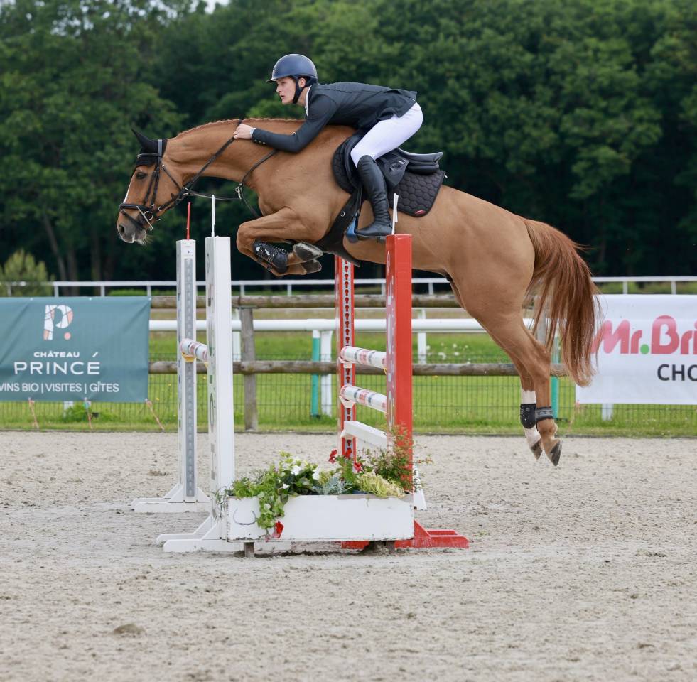 Gelding Selle Fran&ccedil;ais For sale 2019 Chesnut