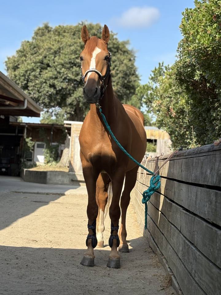 Gelding Selle Fran&ccedil;ais For sale 2019 Chesnut