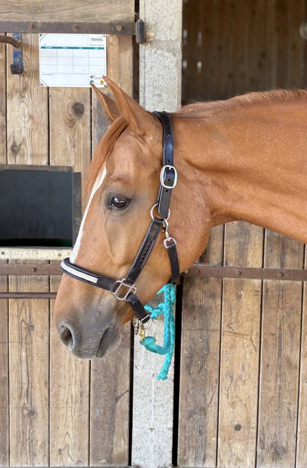 Gelding Selle Fran&ccedil;ais For sale 2019 Chesnut