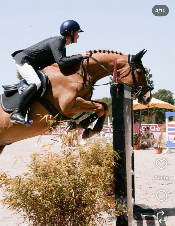 Gelding Selle Fran&ccedil;ais For sale 2019 Chesnut