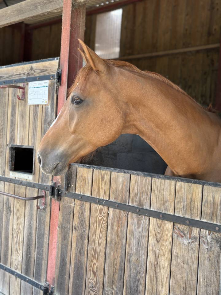 Gelding Selle Fran&ccedil;ais For sale 2019 Chesnut
