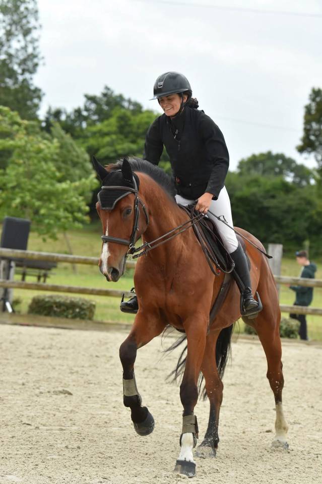 Gelding Selle Fran&ccedil;ais For sale 2019 Bay