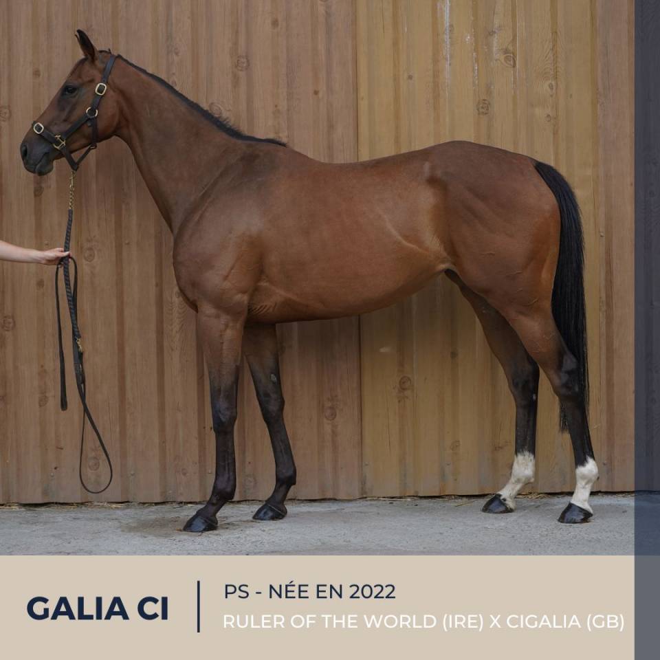 Mare Thoroughbred For sale 2022 Bay