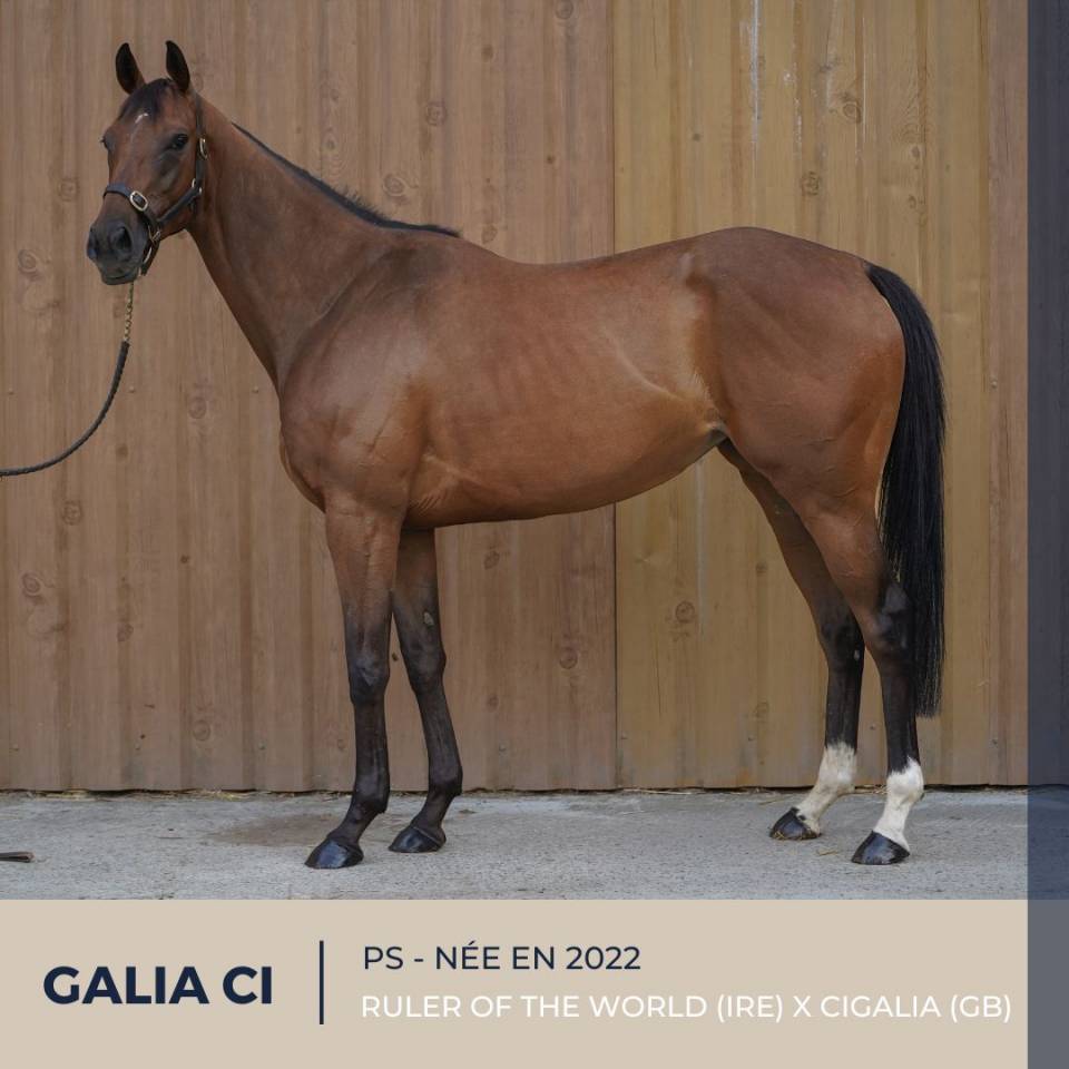 Mare Thoroughbred For sale 2022 Bay