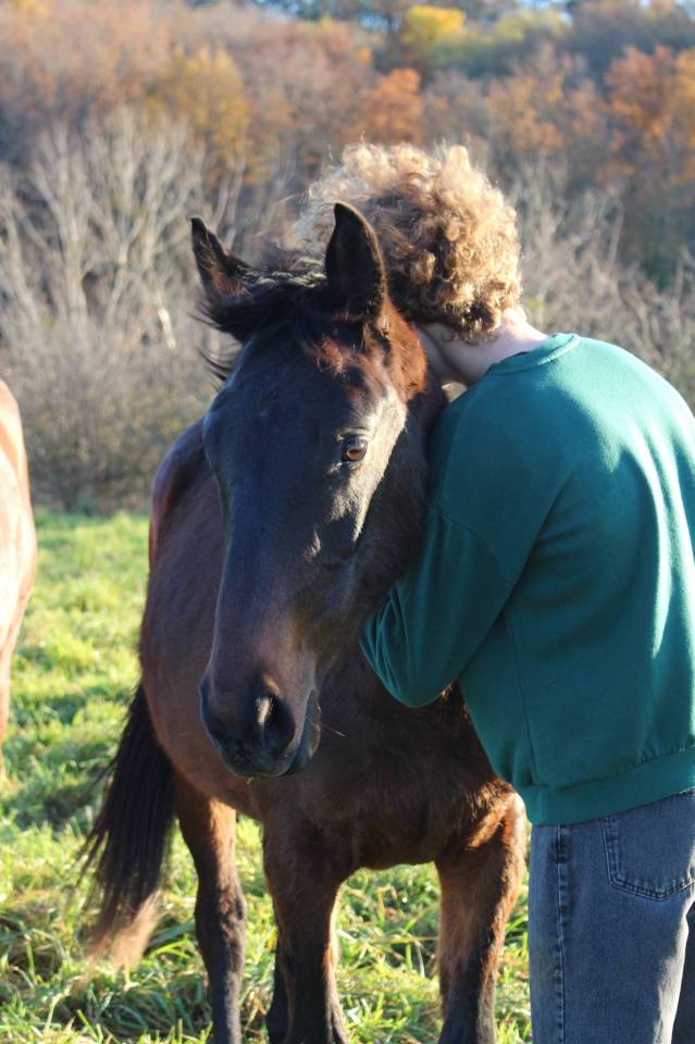 Gelding Anglo-Arabian For sale 2023 Bay