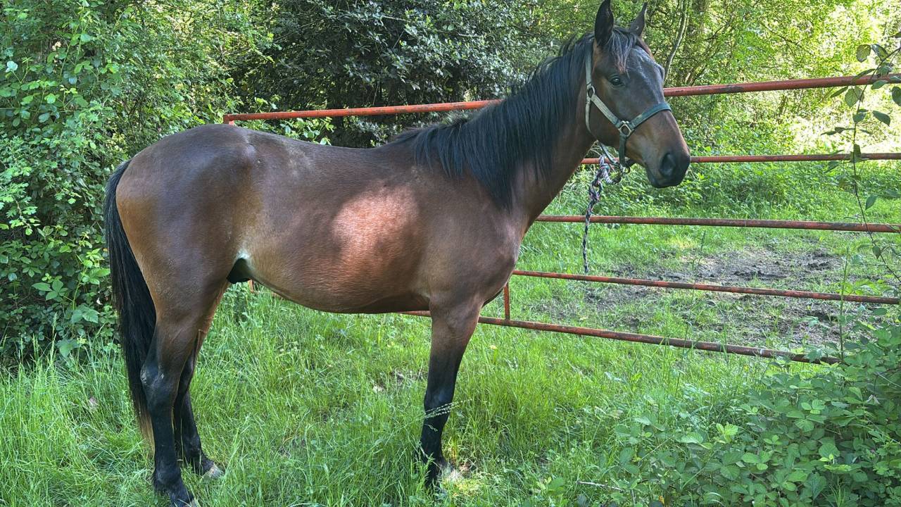 Gelding Anglo-Arabian For sale 2023 Bay