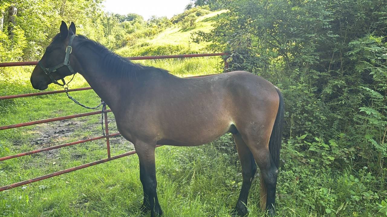 Gelding Anglo-Arabian For sale 2023 Bay