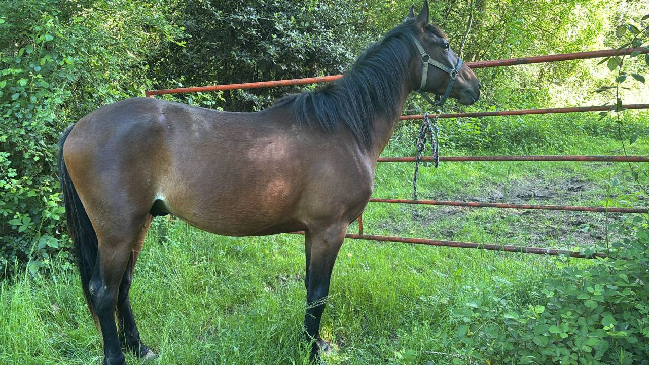 Gelding Anglo-Arabian For sale 2023 Bay