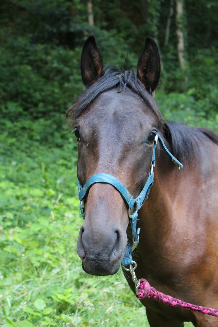 Gelding Anglo-Arabian For sale 2023 Bay