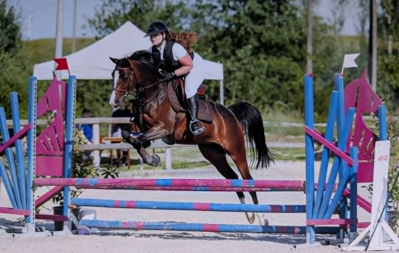 Filly Welsh Part Bred For sale 2022 Dark Bay