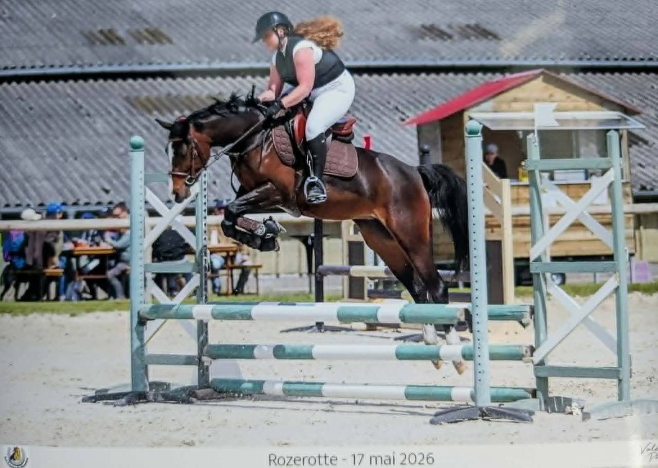 Filly Welsh Part Bred For sale 2022 Dark Bay