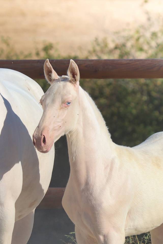 Filly Lusitano For sale 2026 Cremello