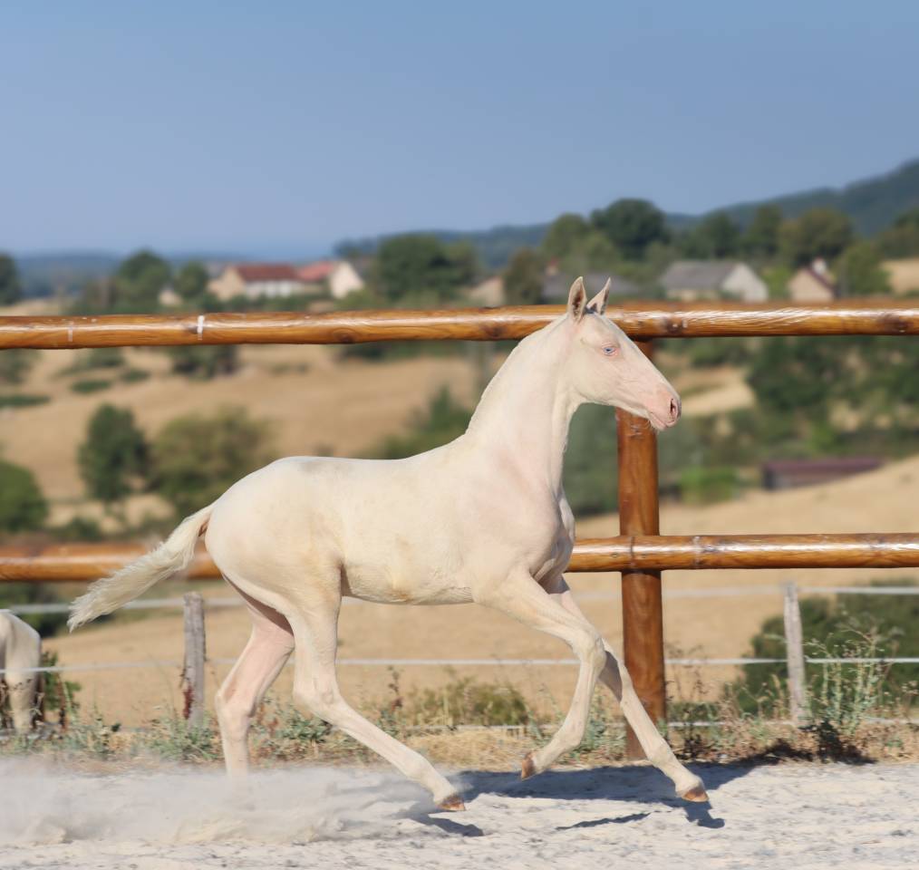 Filly Lusitano For sale 2026 Cremello