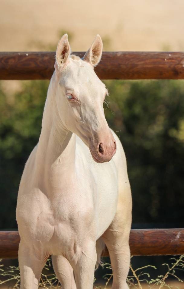 Filly Lusitano For sale 2026 Cremello