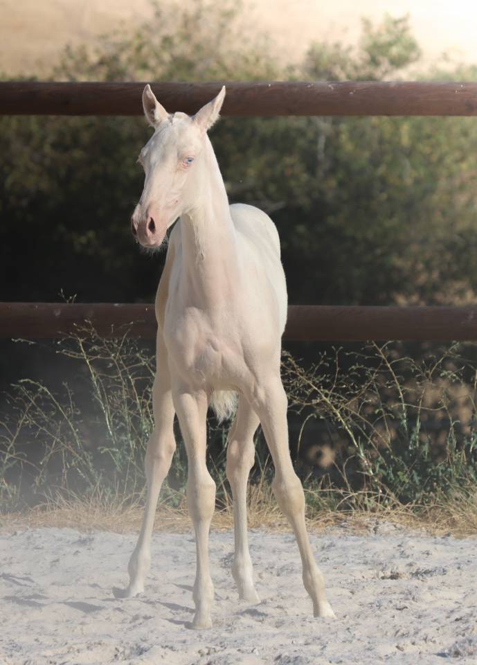 Filly Lusitano For sale 2026 Cremello