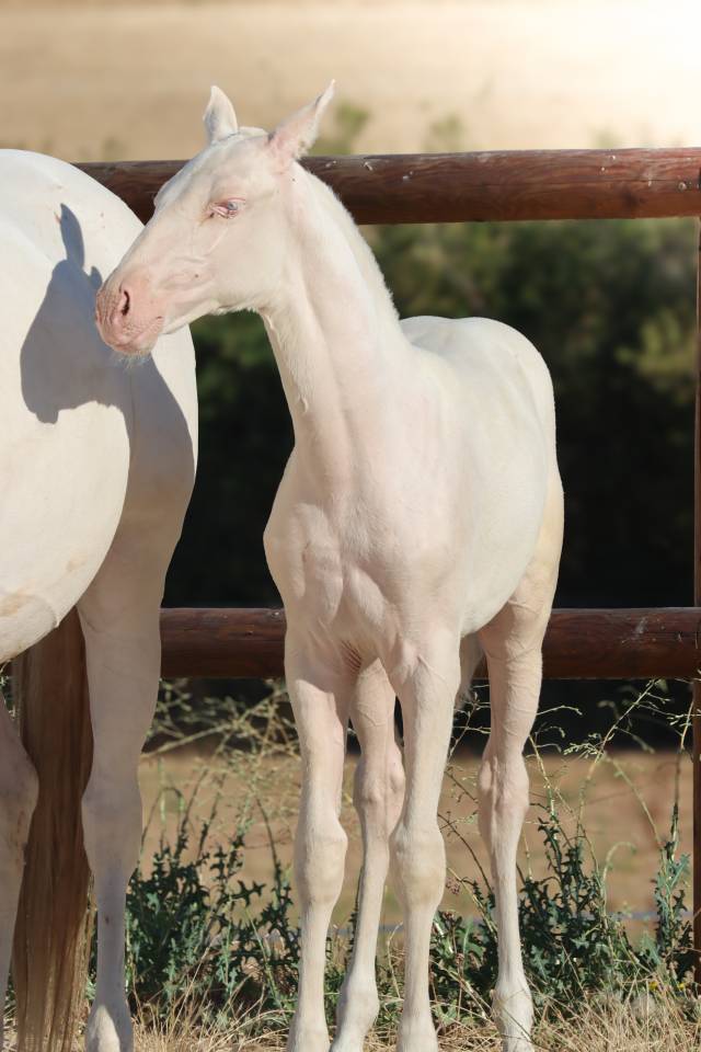 Filly Lusitano For sale 2026 Cremello