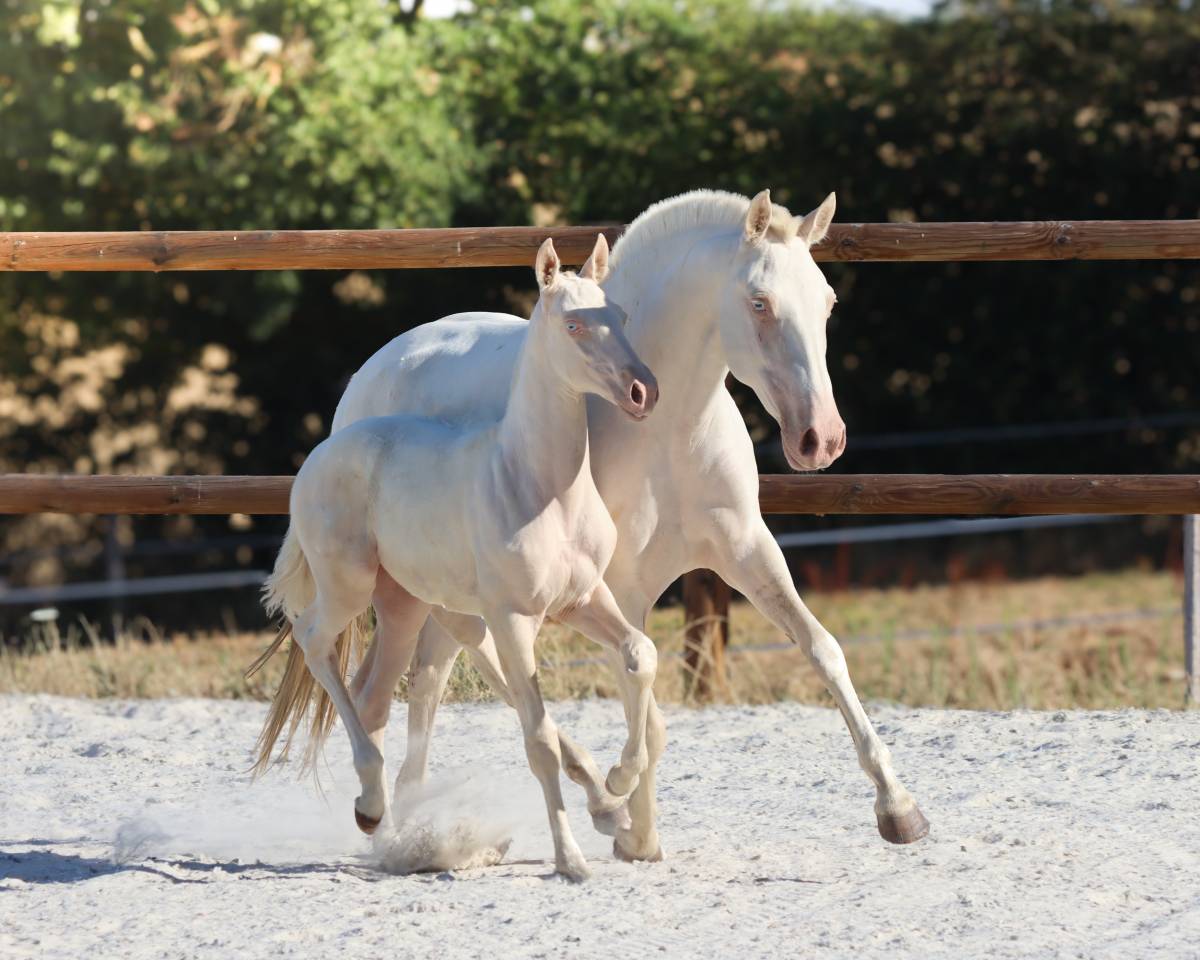 Filly Lusitano For sale 2026 Cremello
