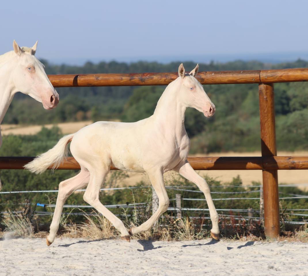 Filly Lusitano For sale 2026 Cremello