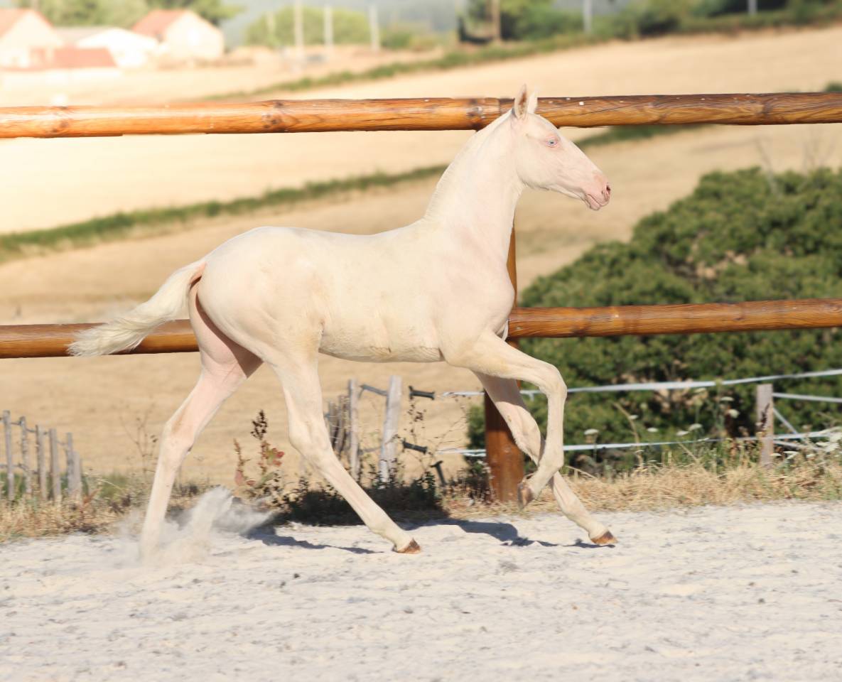 Filly Lusitano For sale 2026 Cremello