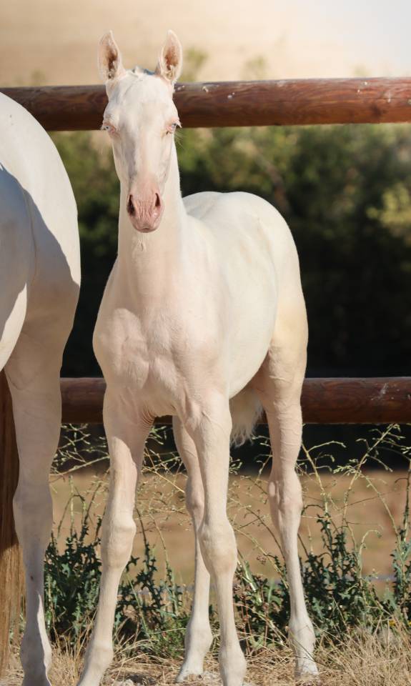 Filly Lusitano For sale 2026 Cremello