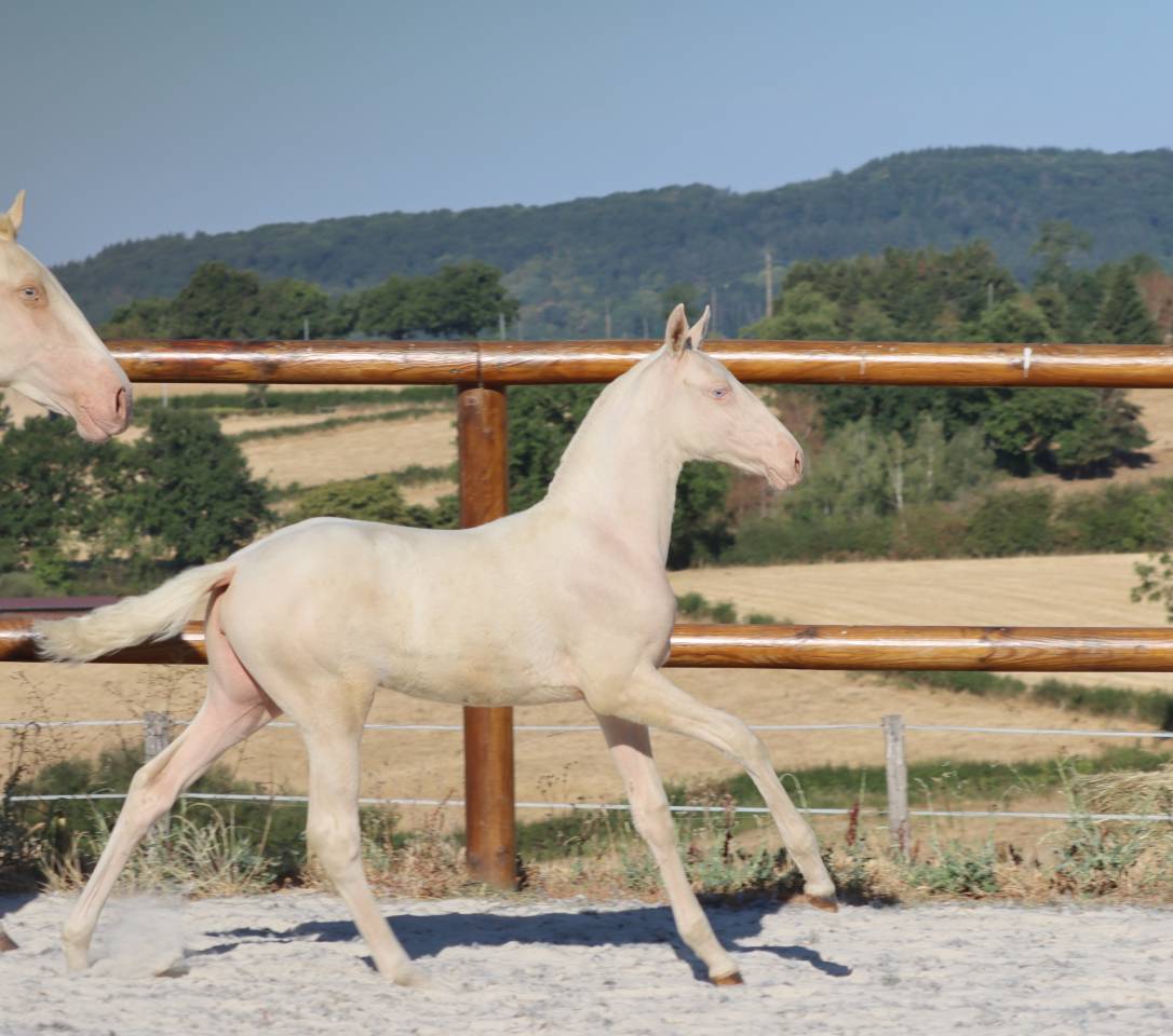 Filly Lusitano For sale 2026 Cremello