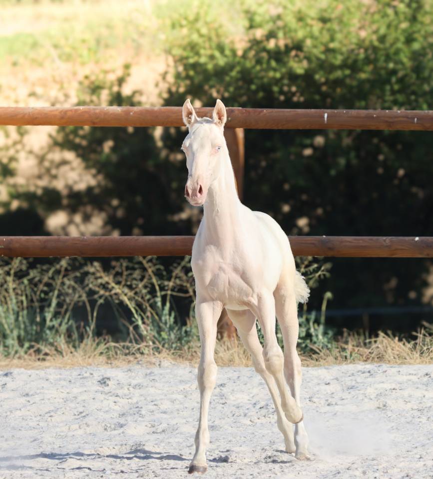 Filly Lusitano For sale 2026 Cremello