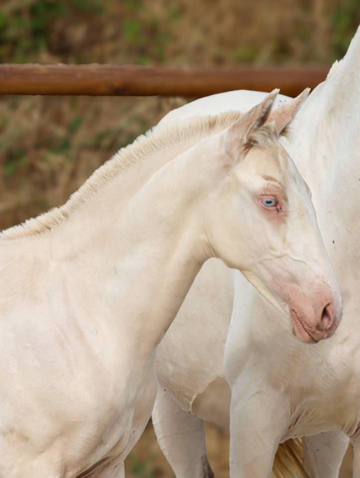 Colt Lusitano For sale 2026 Perlino