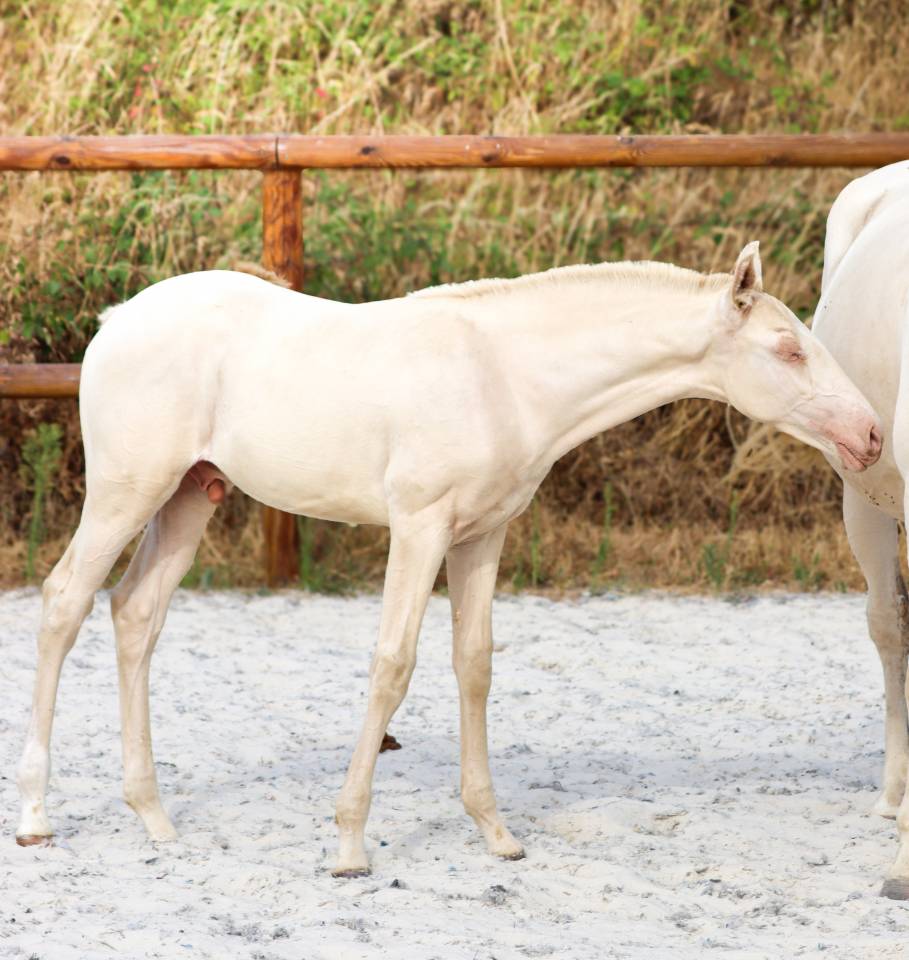 Colt Lusitano For sale 2026 Perlino