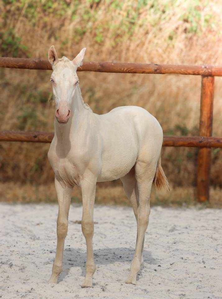 Colt Lusitano For sale 2026 Perlino
