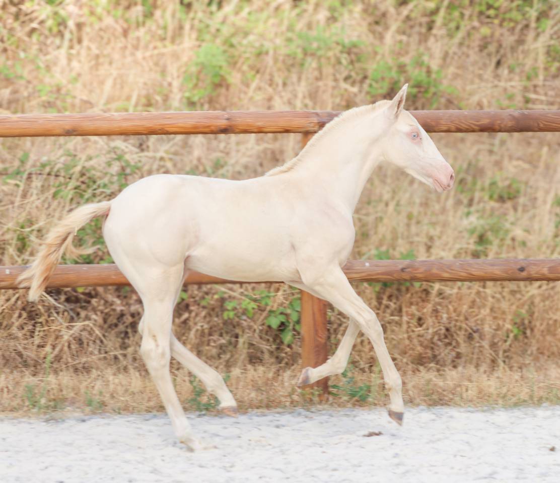 Colt Lusitano For sale 2026 Perlino