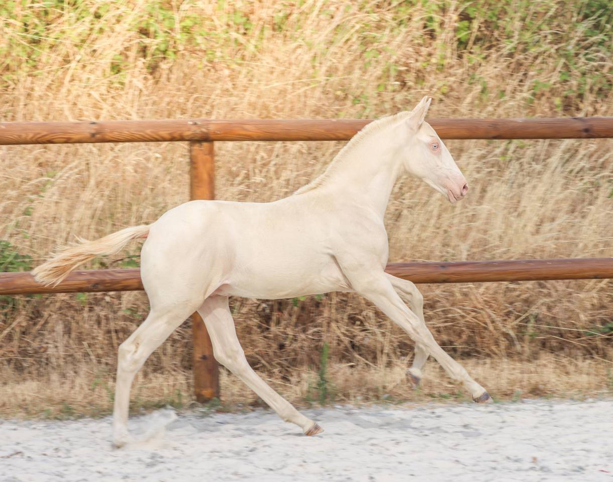 Colt Lusitano For sale 2026 Perlino